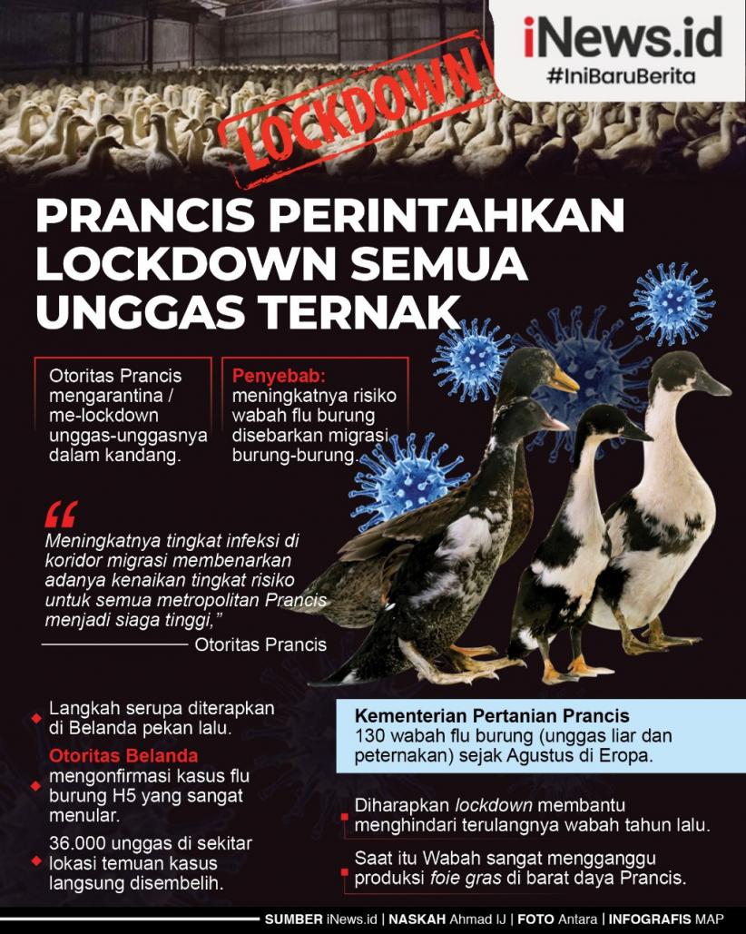Infografis Prancis Lockdown Semua Unggas Ternak