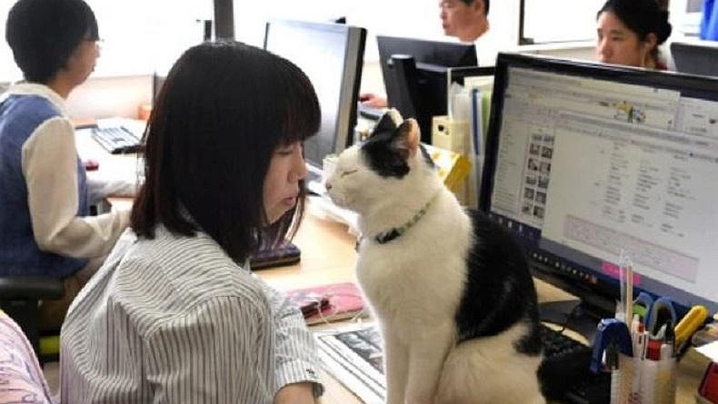 Tingkatkan Produktivitas dan Turunkan Stres Karyawan, Perusahaan Ini Adopsi Kucing