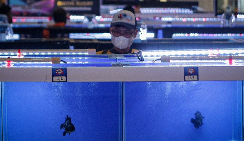320 Mas Koki Hias Ikuti Lomba Ikan Hias - Bagian 2