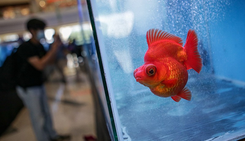 320 Mas Koki Hias Ikuti Lomba Ikan Hias - Bagian 1