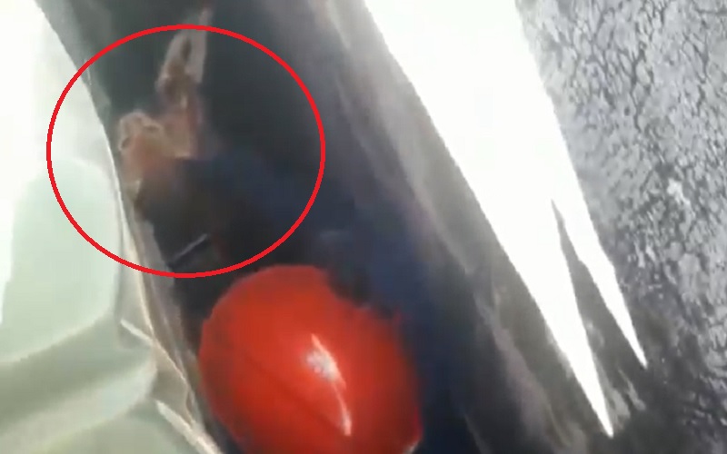 Dramatis Evakuasi Kucing Oranye Terjebak di Dinding Tembok Rumah Warga