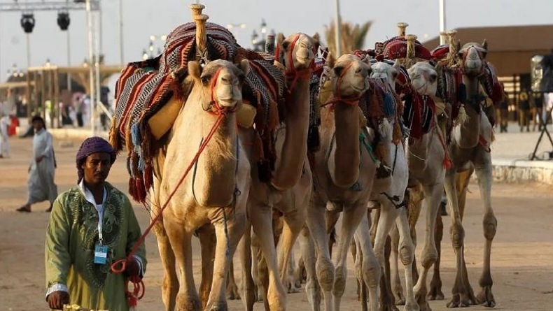 title Festival Unta Terbesar di Dunia Akan Digelar Arab Saudi, Berhadiah Rp954 Miliar Festival Unta Terbesar di Dunia Akan Digelar Arab Saudi, Berhadiah Rp954 Miliar