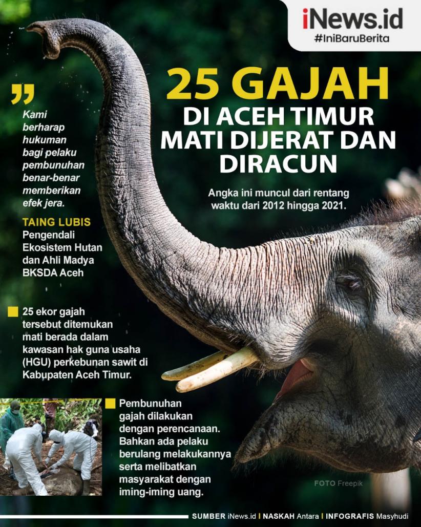 Infografis 25 Gajah di Aceh Timur Mati karena Dijerat dan Diracun