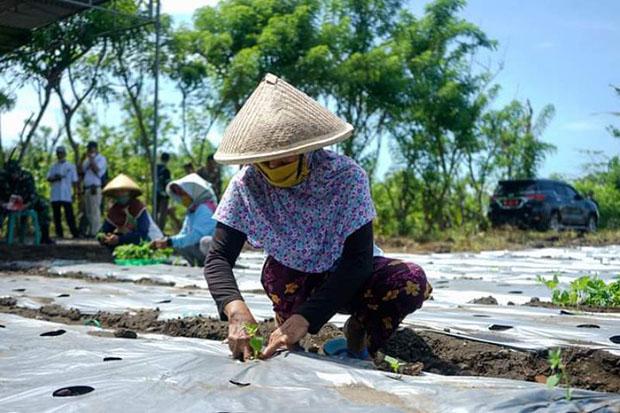   Strategi untuk Naikkan Harga, Petani Bantul Ini Tanam Cabai di Luar Musim