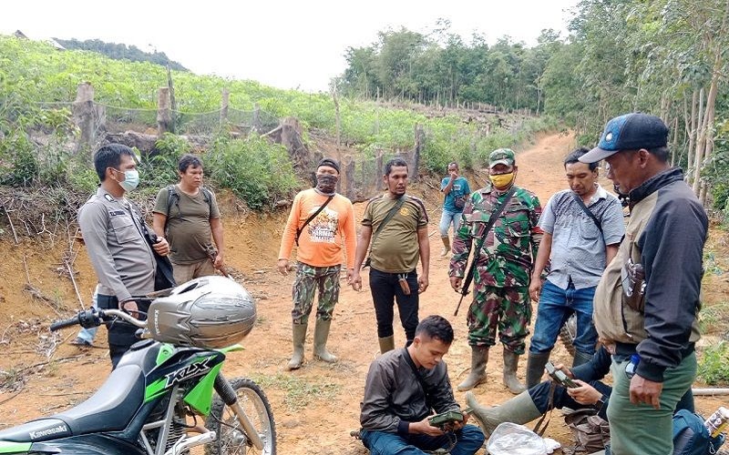 Petugas Kembali Mencari Jejak Harimau Liar di Palas