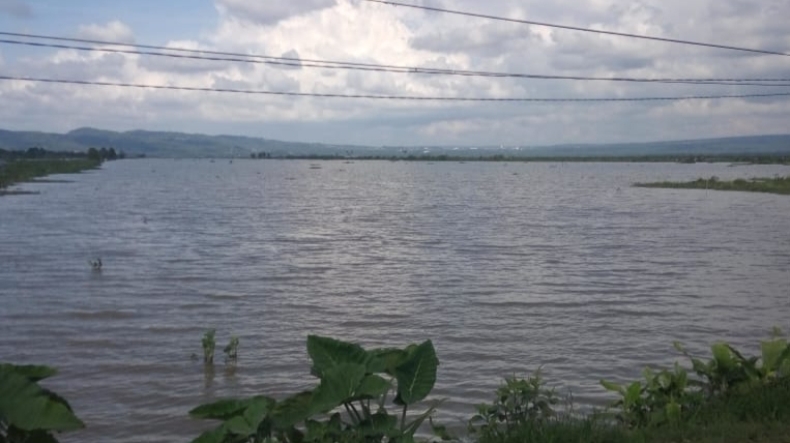 Musim Hujan, Sawah di Rawa Pening Terancam Terendam Air