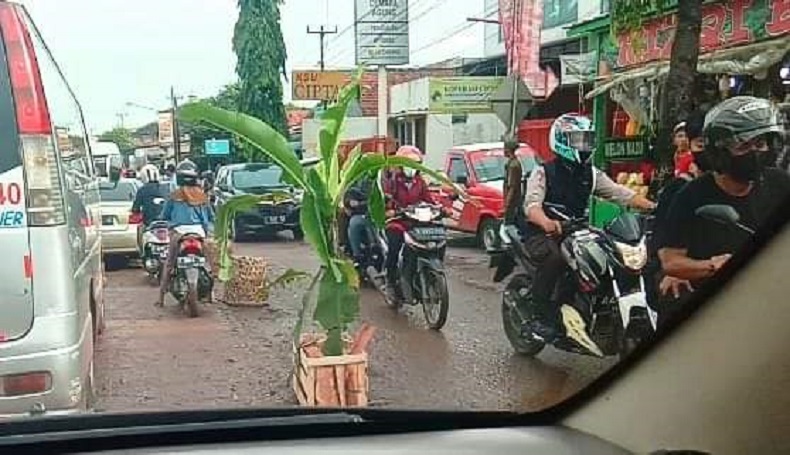Kekesalan Warga Memuncak, Jalan Pramuka Purwakarta Ditanami Pisang