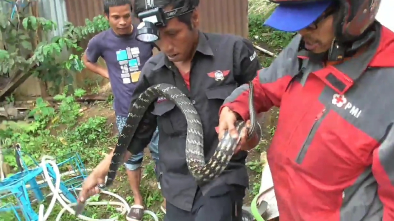Bukittinggi Geger, Ada Ular Menggeliat dari Permakaman Nyaris Masuk Rumah Warga