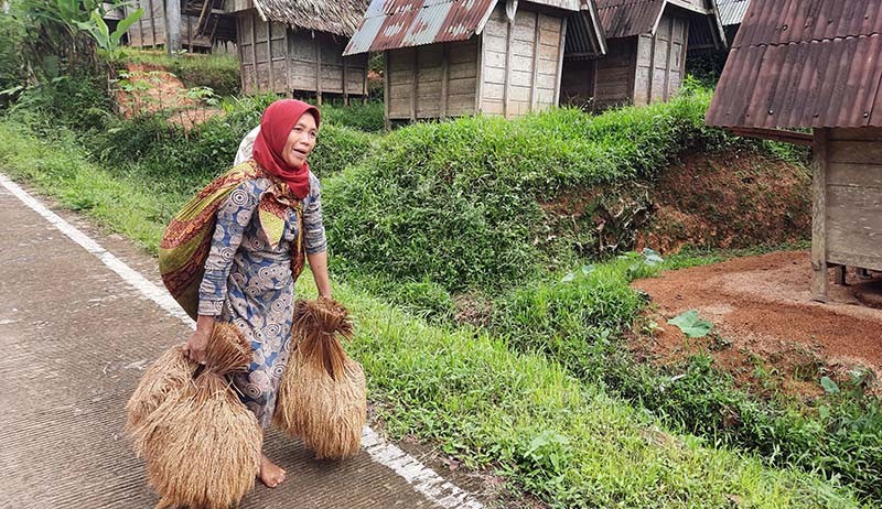 Warga Desa Citorek Tengah Tanam Padi untuk Ketahanan Pangan - Bagian 2