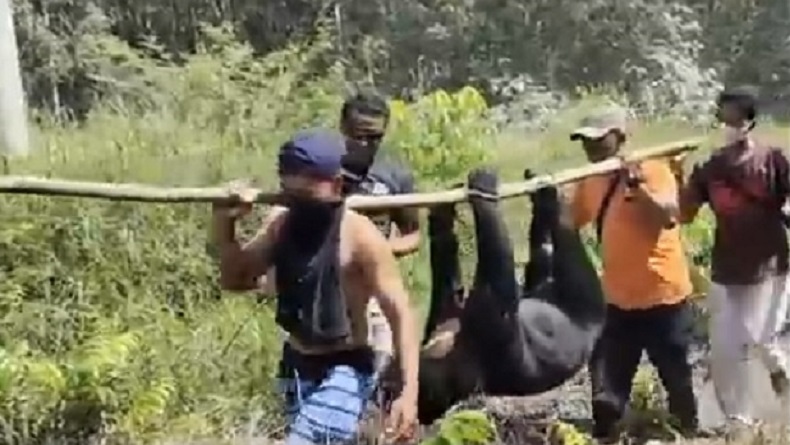Beruang Jantan Tewas Mengenaskan di Kawasan Hutan Bengkalis Riau