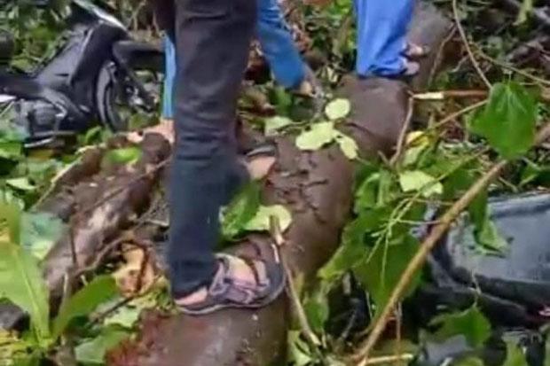 4 Orang Luka-Luka akibat Tertimpa Pohon saat Hujan Deras di Sleman