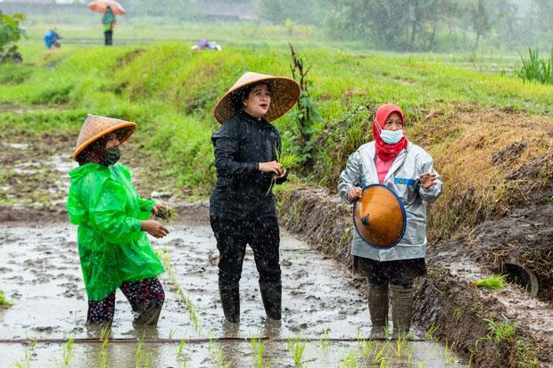 Di Tengah Hujan, Puan Maharani Ikut Tanam Padi dan Semangati Petani Milenial di Sleman