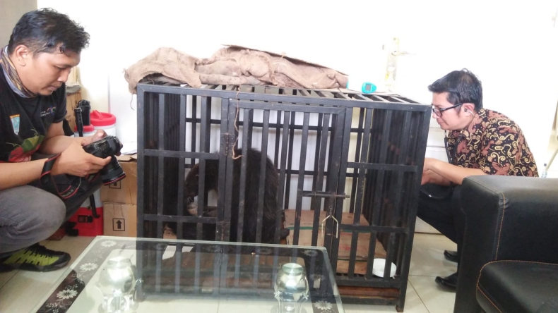 Sempat Masuk Permukiman, Satwa Binturong di Tanah Datar Akhirnya Diamankan