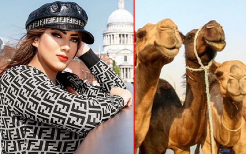 Tolak Dilamar dengan Mahar 200 Ekor Unta, Gadis Cantik Ini Bingung Mau Ditaruh di Mana