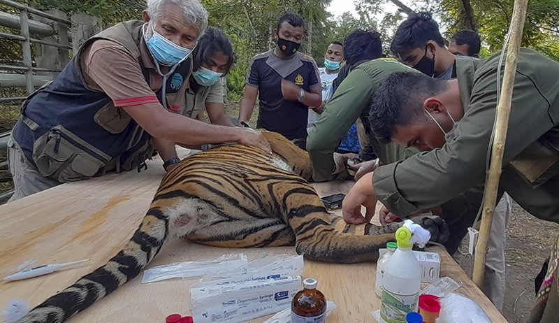 Pemeriksaan Kesehatan Harimau Sumatera Sebelum Dilepas ke Habitat - Bagian 2