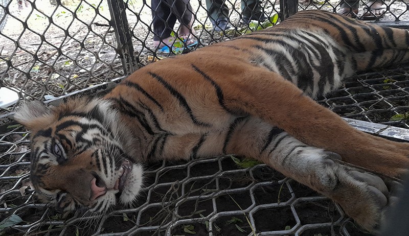 Konflik Manusia dengan Satwa Liar di Agam Capai 19 Kasus