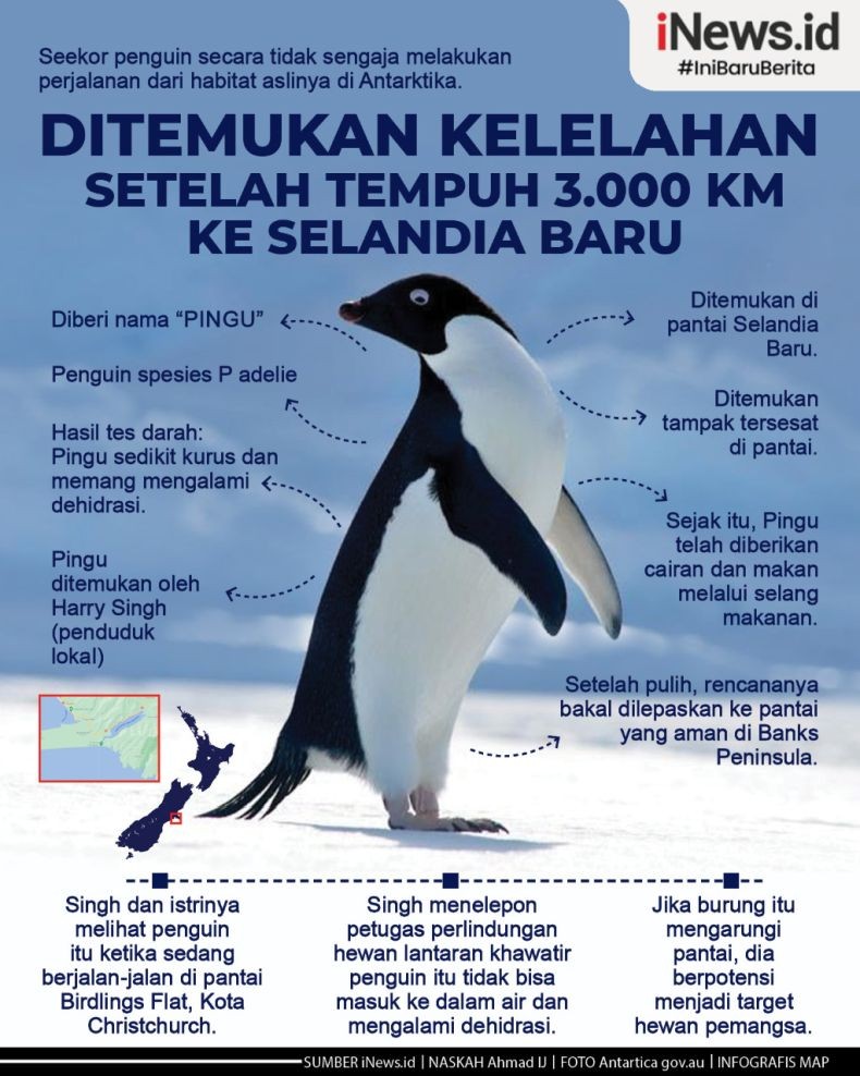 Infografis Seekor Penguin Tersasar Tempuh 3.000 Km