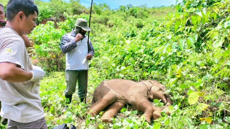 Terkena Jerat, Belalai Anak Gajah di Aceh Nyaris Putus