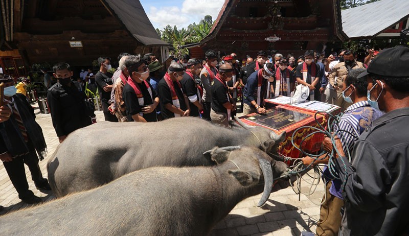 Menteri Sandiaga Berikan Sepasang Kerbau untuk Bangkitkan Perekonomian Masyarakat Desa Huta Tinggi - Bagian 2