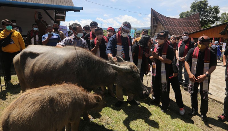 Menteri Sandiaga Berikan Sepasang Kerbau untuk Bangkitkan Perekonomian Masyarakat Desa Huta Tinggi - Bagian 1