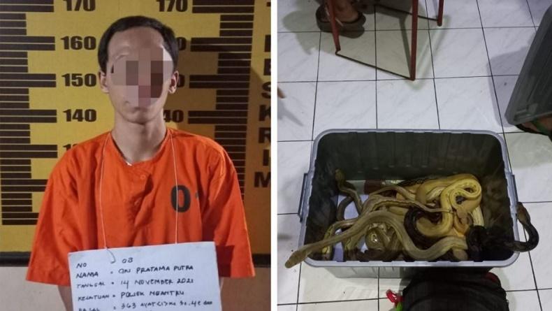 2 Pemuda Nekat Curi 15 Ular Piton Seharga Rp133 Juta lalu Jual di Medsos