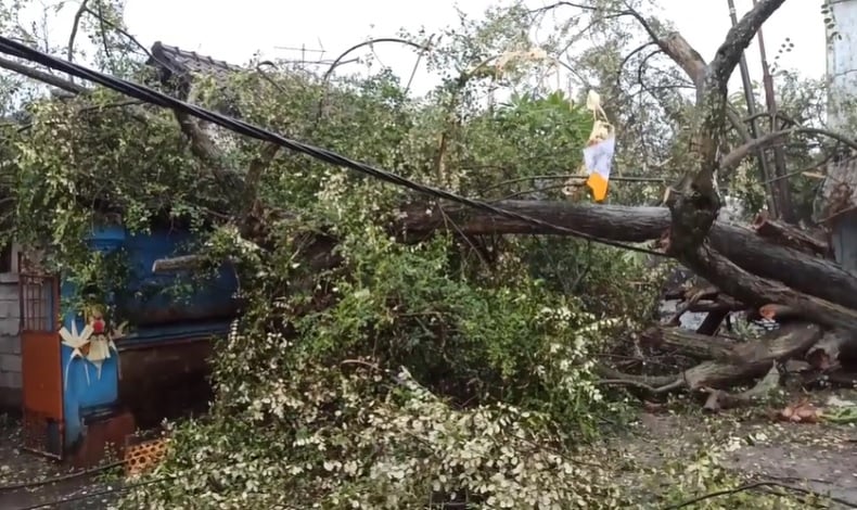 Denpasar Dilanda Angin Kencang, Pohon 10 Meter Timpa Rumah dan Mobil Warga