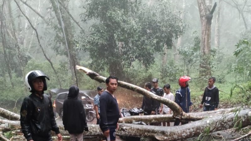 Pohon Tumbang Timpa Warung di Jolotundo Sidoarjo, 2 Orang Tewas