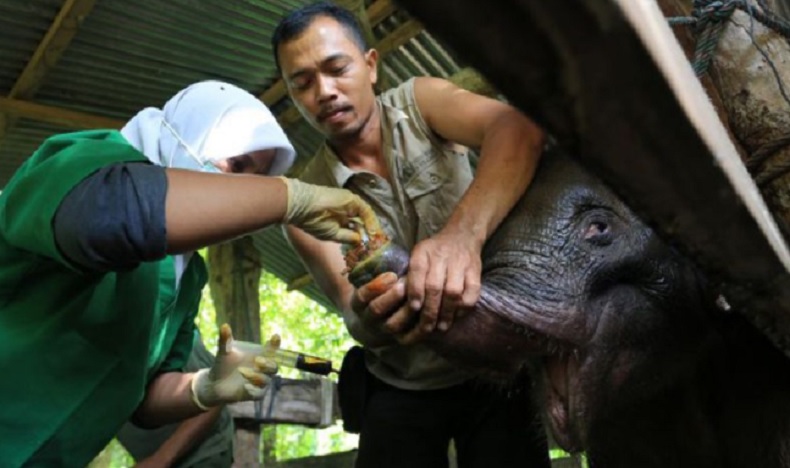 Berkaca Kasus Anak Gajah Mati, Warga Aceh Diminta Tak Pasang Jerat di Hutan