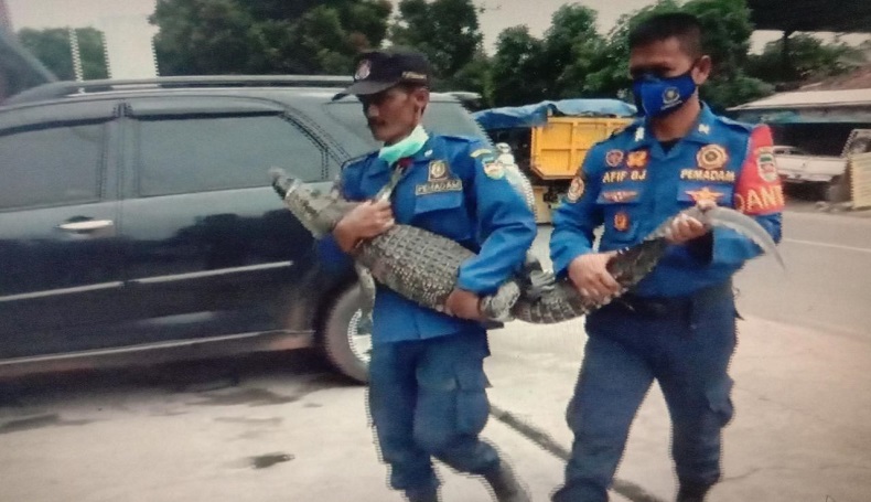Warga Purwakarta Heboh, Buaya Muara Tiba-tiba Muncul di Lingkungan Pesantren
