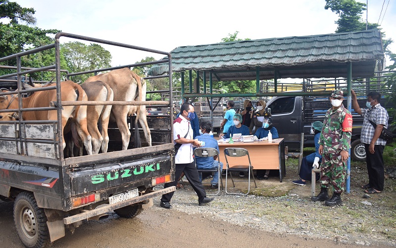 Razia PPKM Level 3, Pedagang Pasar Hewan di Tanah Laut Tak Pakai Masker