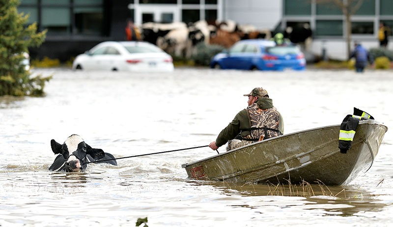 Banjir Besar Terjang Kanada, Ribuan Hewan Ternak Dievakuasi - Bagian 3