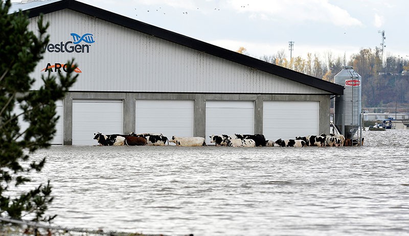 Banjir Besar Terjang Kanada, Ribuan Hewan Ternak Dievakuasi - Bagian 5