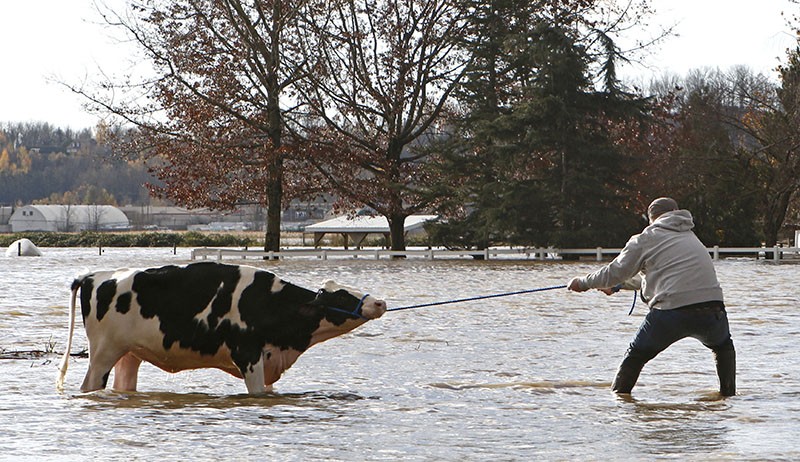 Banjir Besar Terjang Kanada, Ribuan Hewan Ternak Dievakuasi - Bagian 2