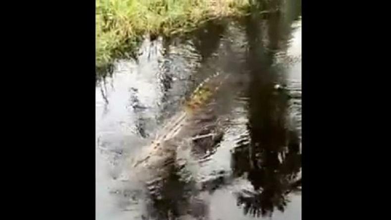 Viral Penampakan Buaya Pemangsa Manusia Sepanjang 4 Meter di Sungai Batang Tuaka