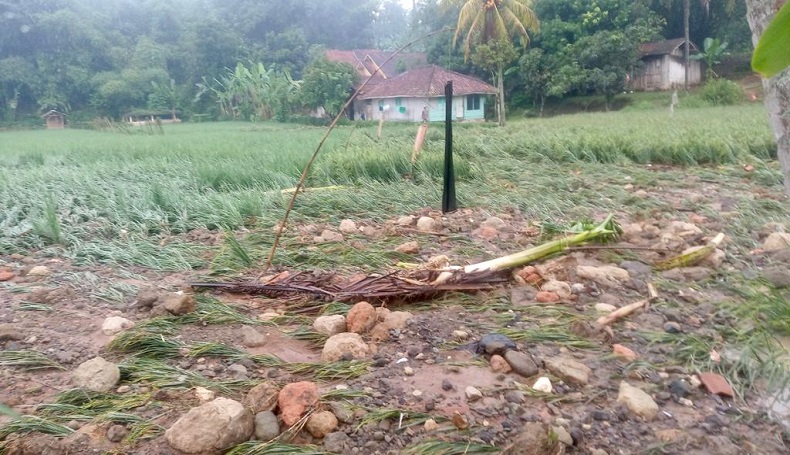 title Tersapu Banjir Bandang, 4 Hektare Lahan Padi Siap Panen di KBB Rusak Parah Tersapu Banjir Bandang, 4 Hektare Lahan Padi Siap Panen di KBB Rusak Parah