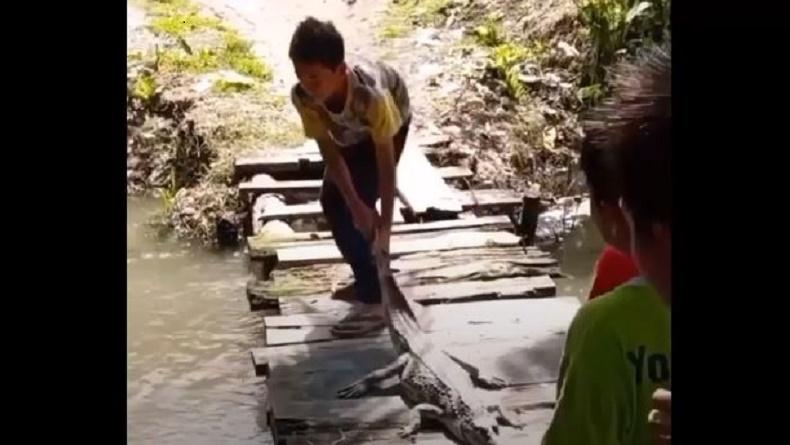Viral Anak-Anak Tangkap Buaya lalu Dijadikan Mainan dan Dilepas Kembali ke Parit