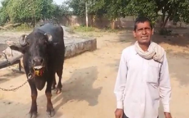 Gegara Produksi Susu Berkurang, Kerbau Ini Dilaporkan Pemiliknya ke Polisi