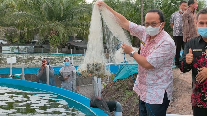 Bangka Tengah Sukses Kembangkan Tambak Rakyat, Potensi Udang Vaname Sangat Besar