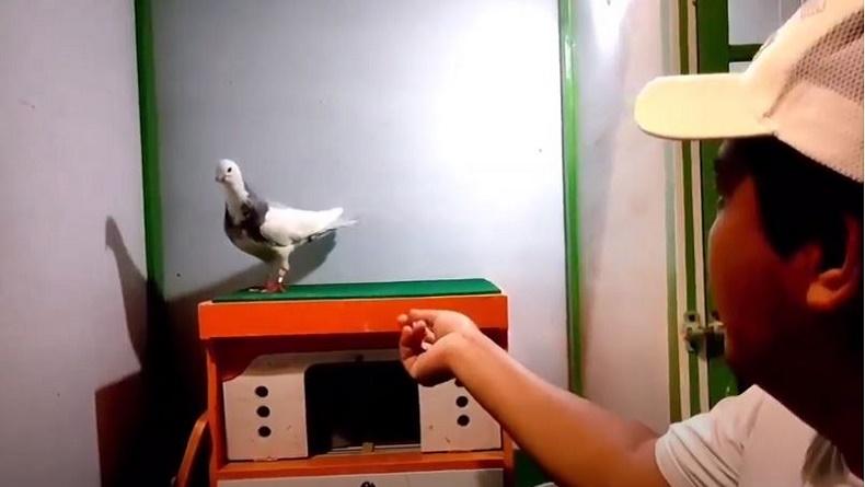Kalahkan Jaguar, Ini Keistimewaan Burung Merpati Rampok Seharga Rp2 Miliar