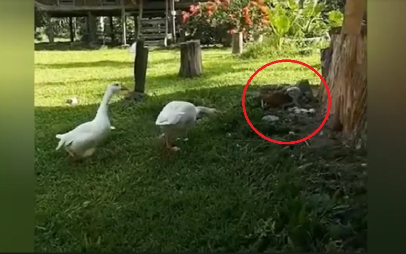 Kisah Nyata Persahabatan Elang Laut dengan Angsa di Bukittinggi