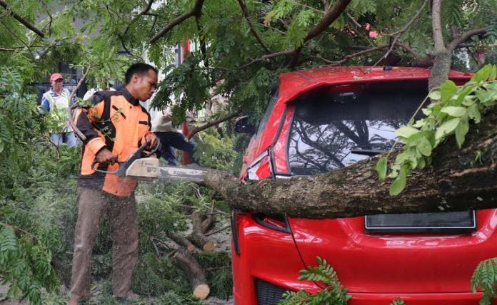 Pohon Tumbang Timpa Honda Jazz di Kawasan Berok Nipah Padang
