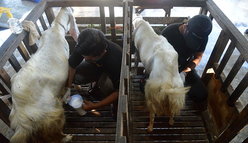 Permintaan Susu Kambing Etawa Meningkat Selama Pandemi - Bagian 1