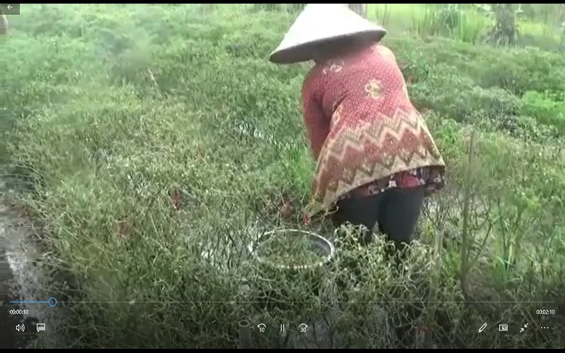 Ladang Diterjang Banjir, Petani Pasrah Panen Cabai Setengah Busuk 