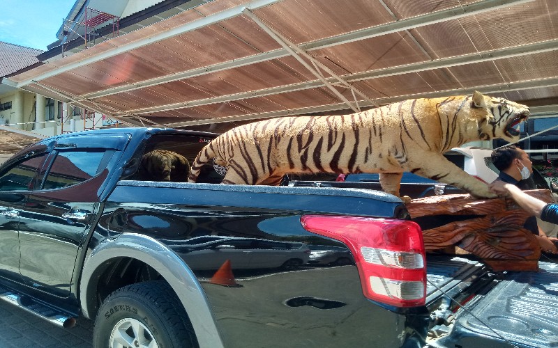 BKSDA Sita Harimau Koleksi Warga Palembang, Nilainya Bisa untuk Beli Mobil 