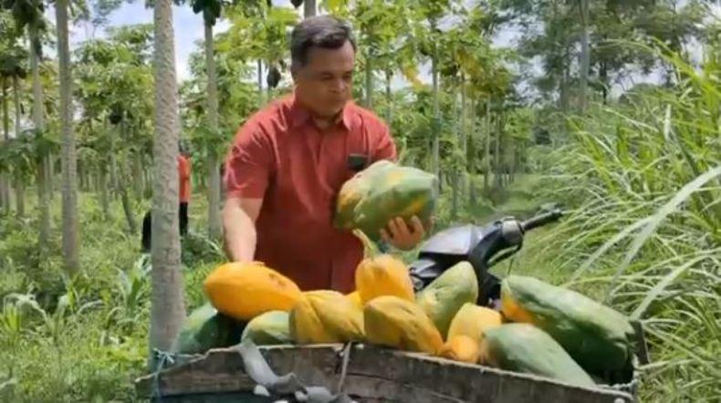 Hasil Panen Petani Pepaya di Boyolali untuk Makan Ternak, Ini Penyebabnya  