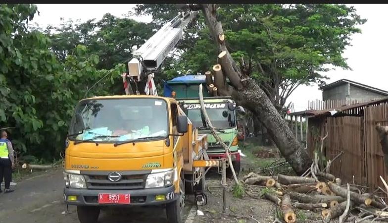 Pohon Tumbang Timpa Truk Muatan Batu Bara, Arus Lalu Lintas Grobogan-Semarang Macet