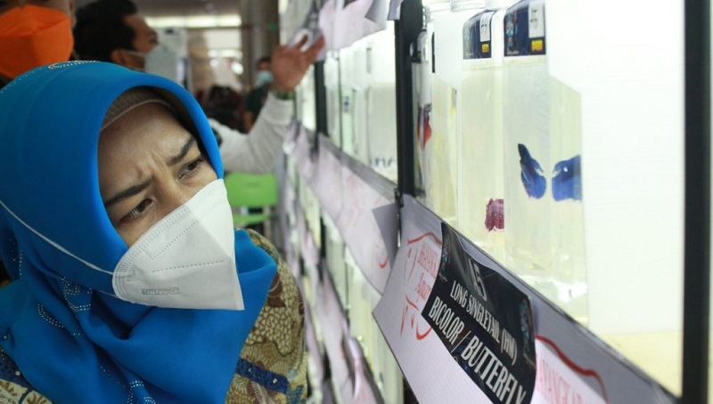 Kreatif! Kota Mojokerto Jadi Tuan Rumah Kontes Ikan Cupang