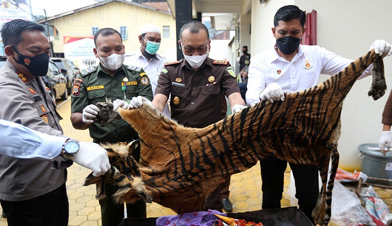 Penampakan Kulit Harimau Sumatera Dibakar - Bagian 2