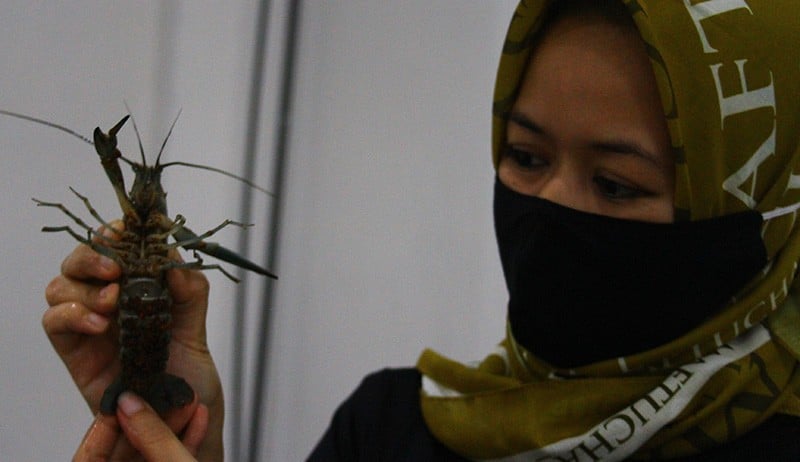 Potensi Ekspor Lobster Air Tawar - Bagian 2