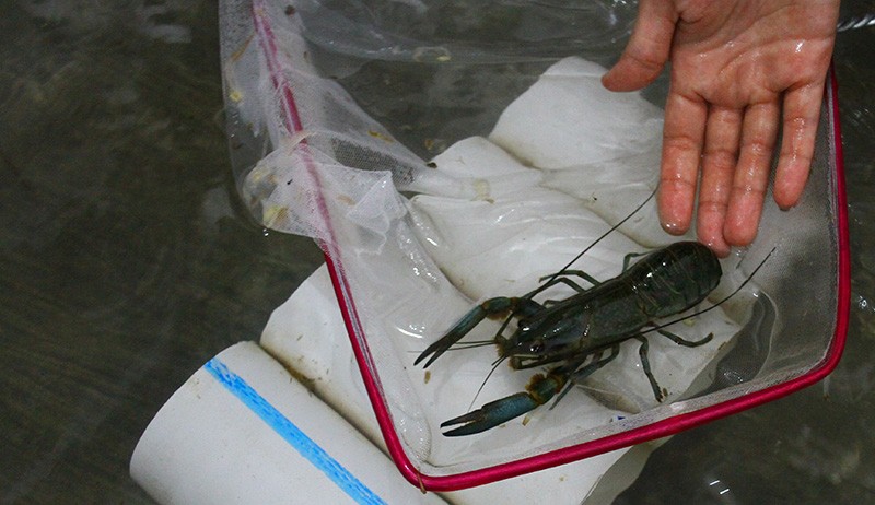 Potensi Ekspor Lobster Air Tawar - Bagian 1
